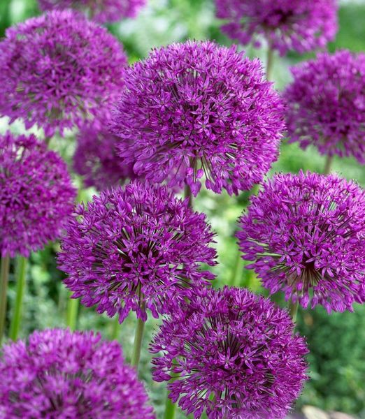 Allium aflatunense 'Purple Sensation'
